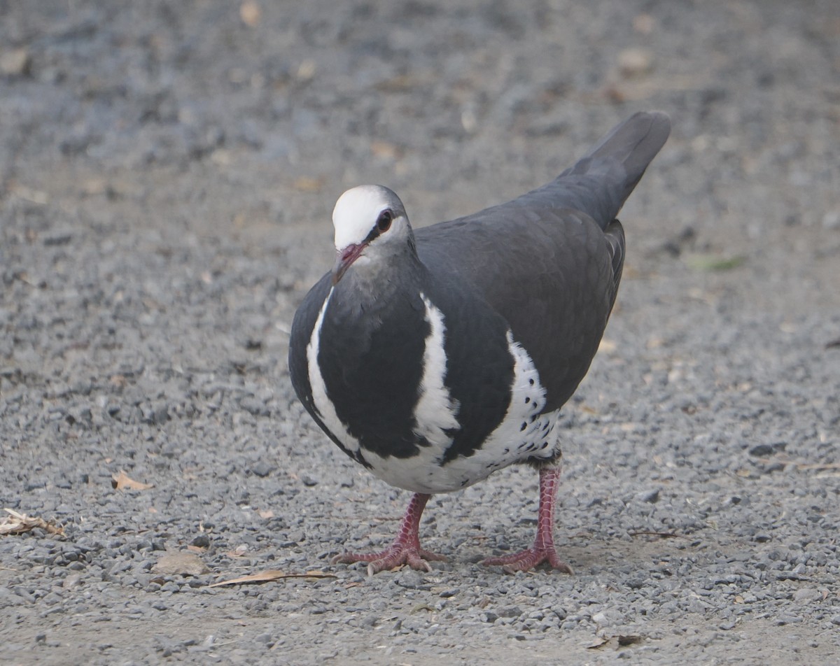 wongadue - ML646782352