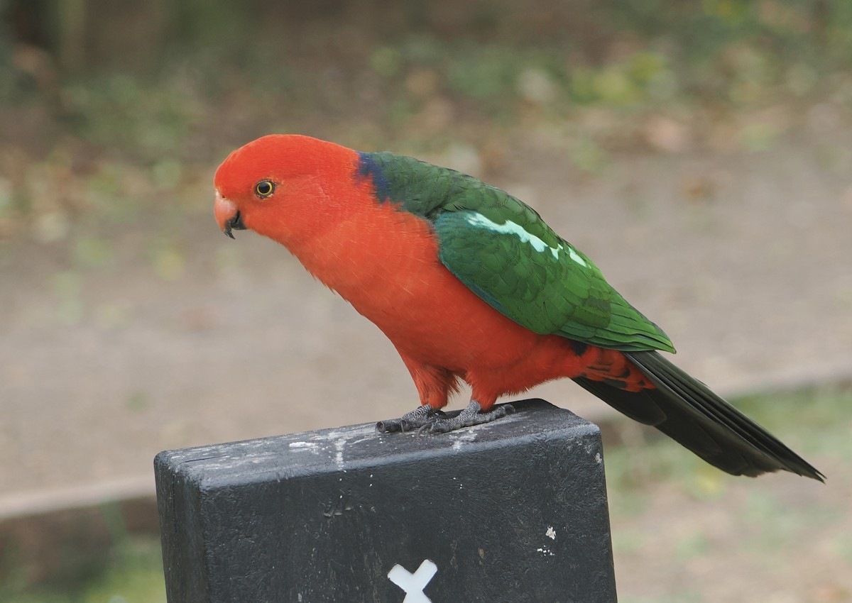 Australian King-Parrot - ML646782353