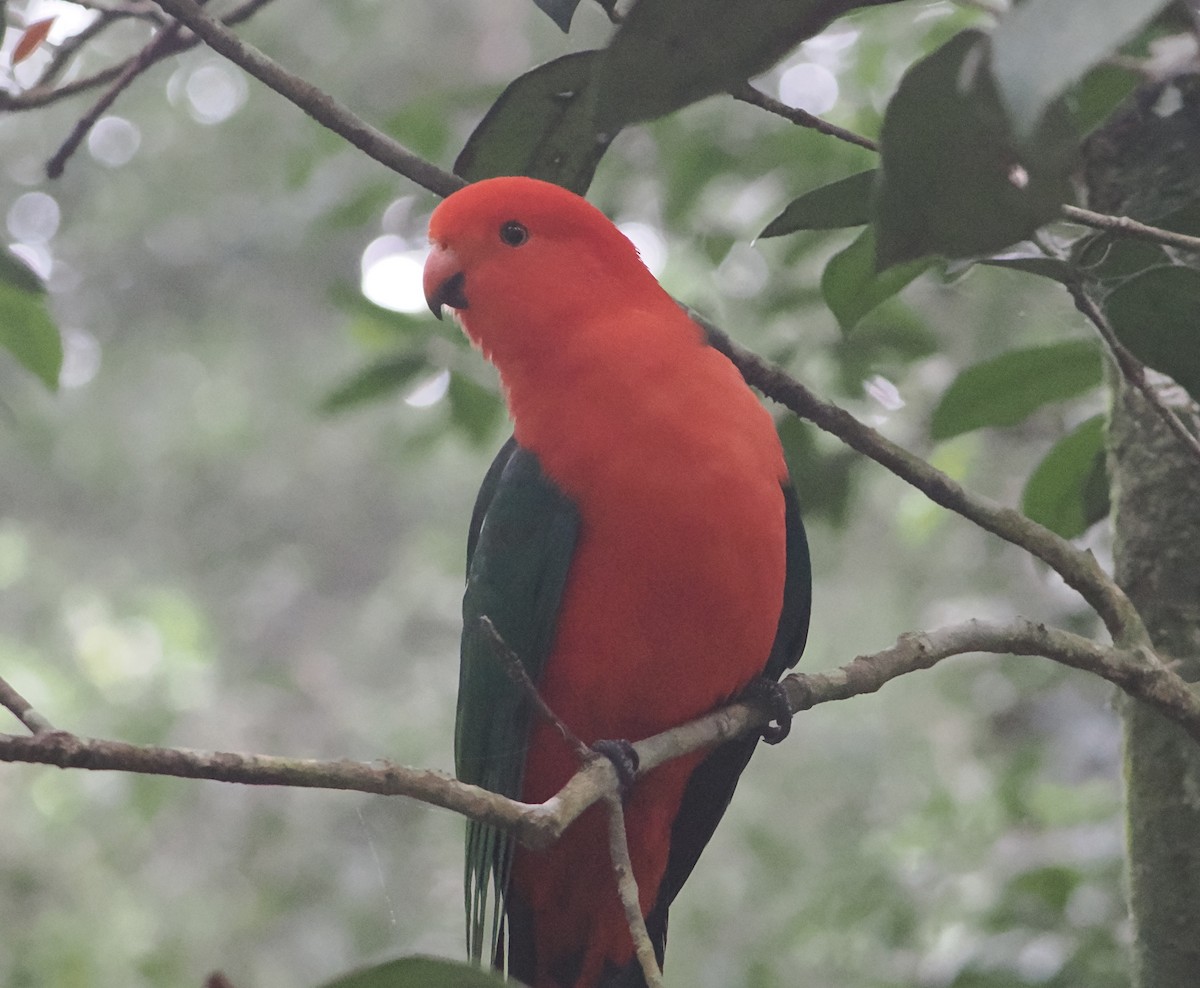 Australian King-Parrot - ML646782354