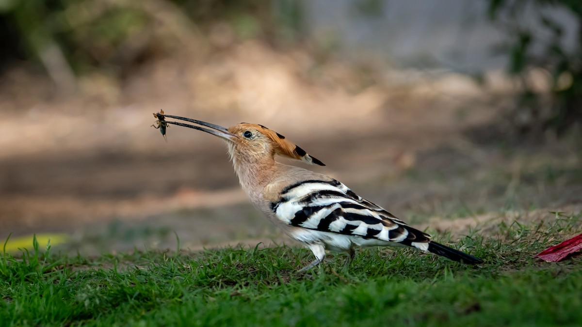 Удод - ML646782355