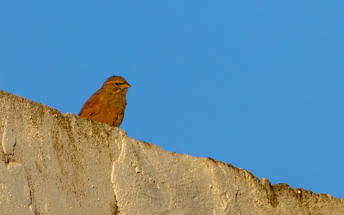 Escribano Sahariano - ML646782356