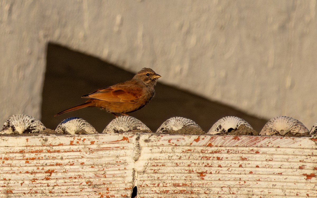 Escribano Sahariano - ML646782357