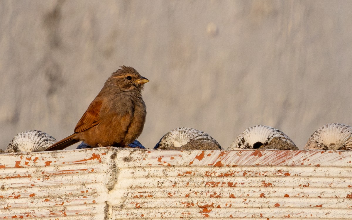 Escribano Sahariano - ML646782358