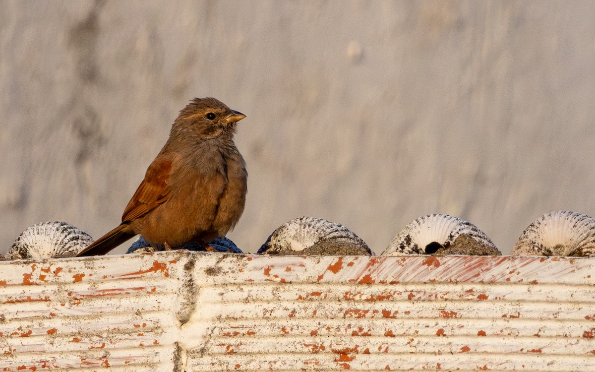 Escribano Sahariano - ML646782359