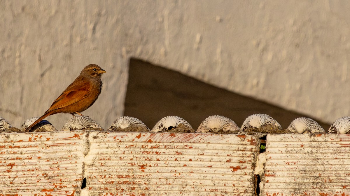 Escribano Sahariano - ML646782360