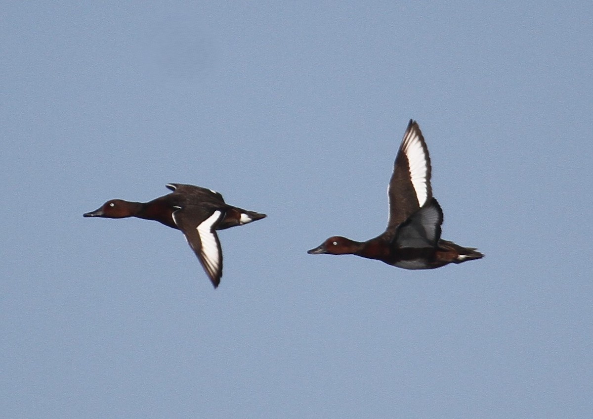 Чернь білоока - ML646782362