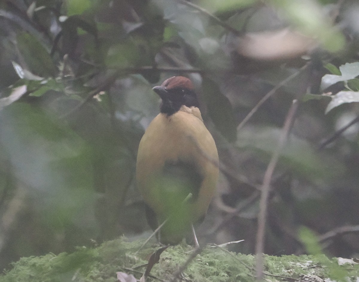 Піта-крикун - ML646782363