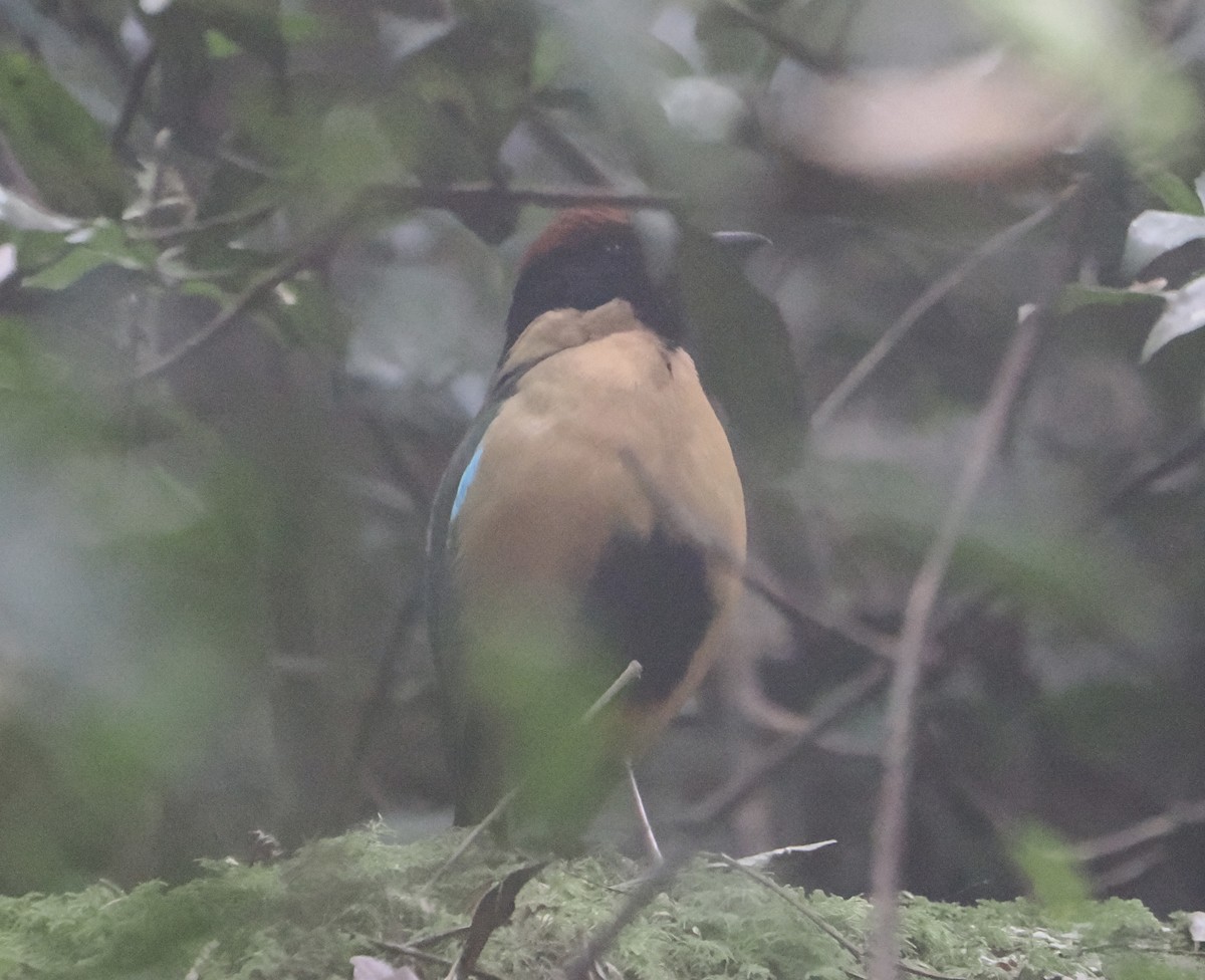 Піта-крикун - ML646782364