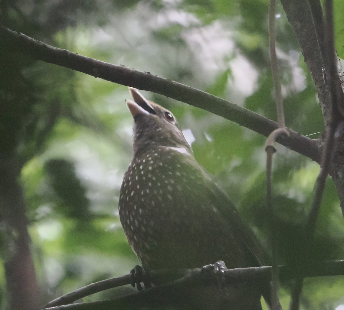 Нявкун зелений - ML646782367