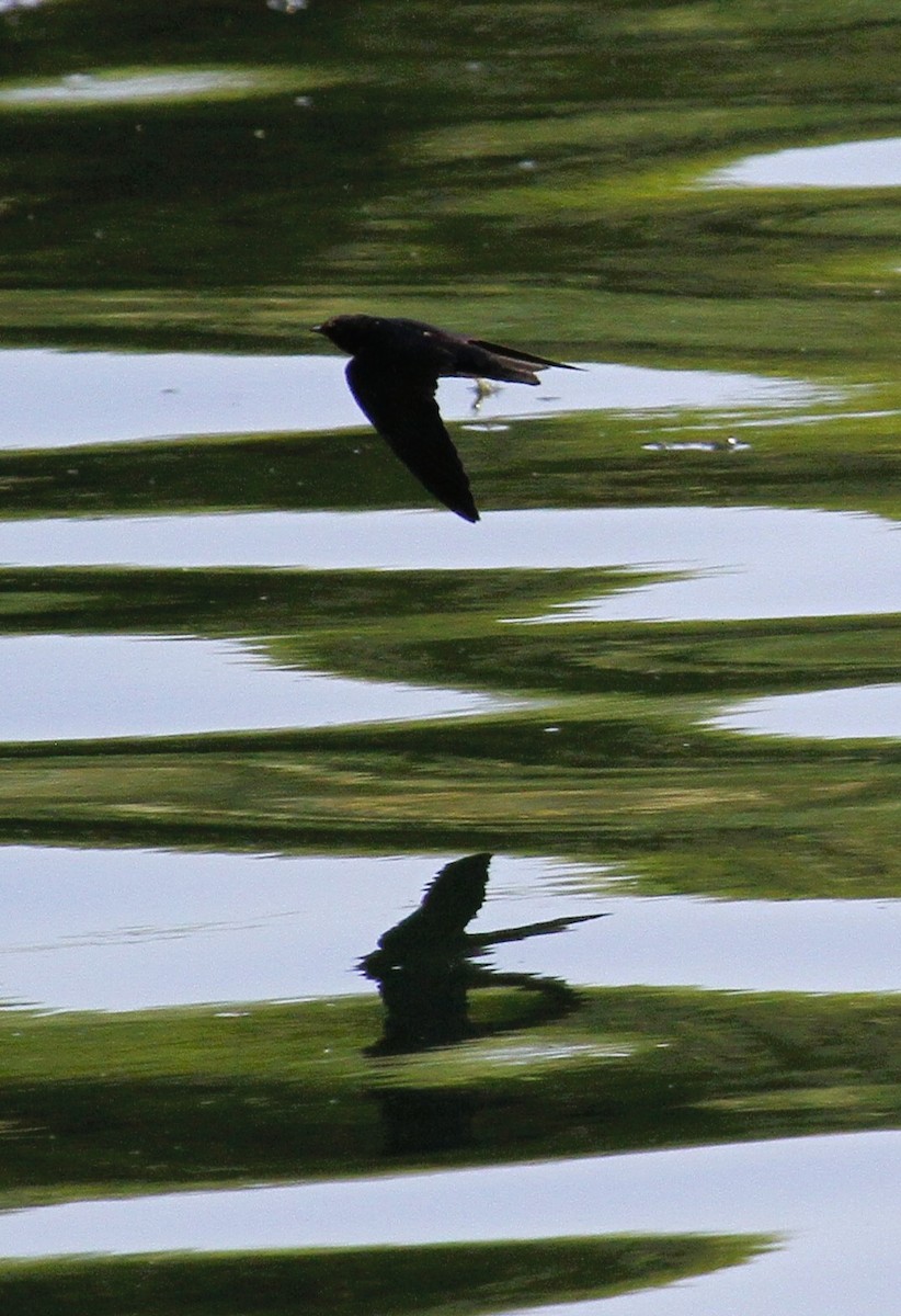 Серпокрилець чорний/блідий - ML646782368