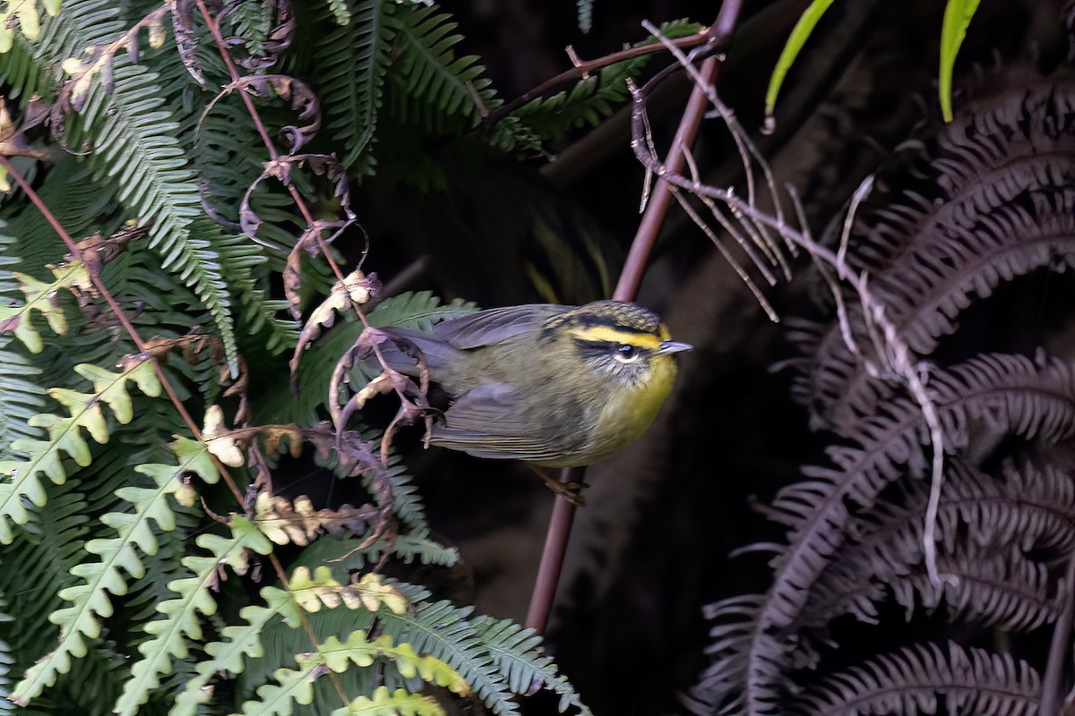 Альципа-крихітка жовтоброва - ML646782369