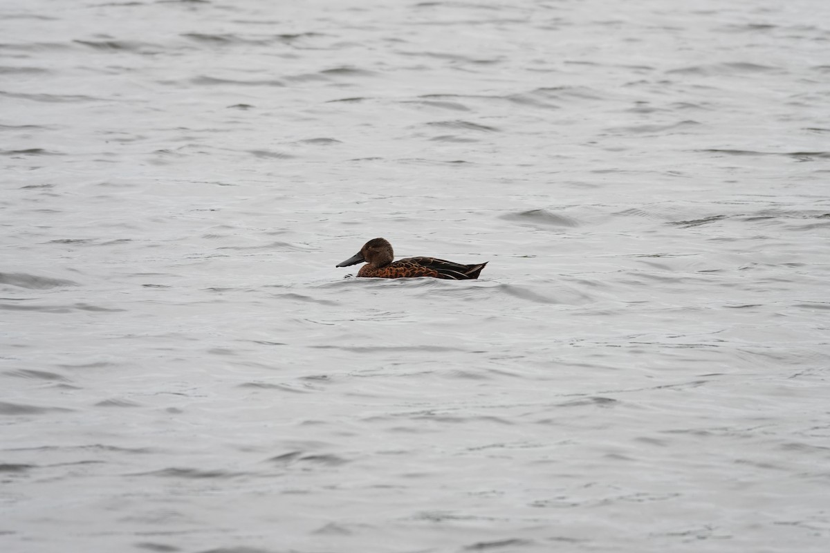 Широконіска австралійська - ML646782370