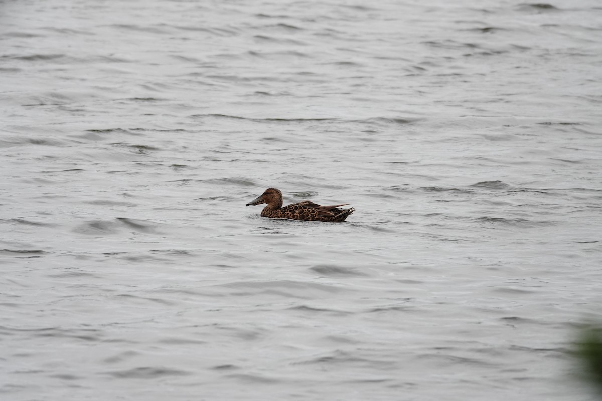 Широконіска австралійська - ML646782371