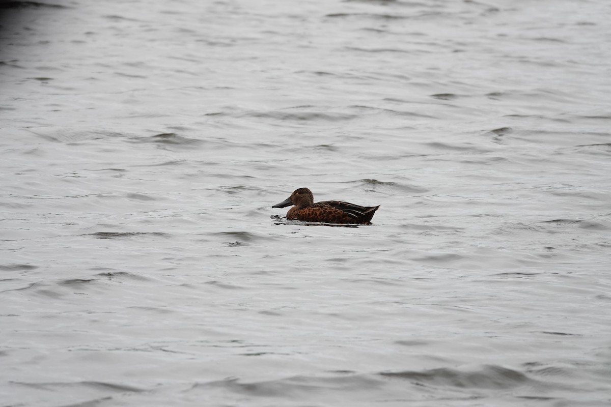 Широконіска австралійська - ML646782372