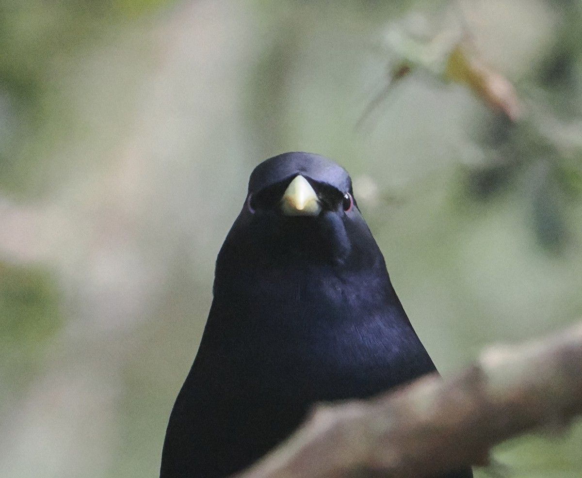 Наметник фіолетовий - ML646782374