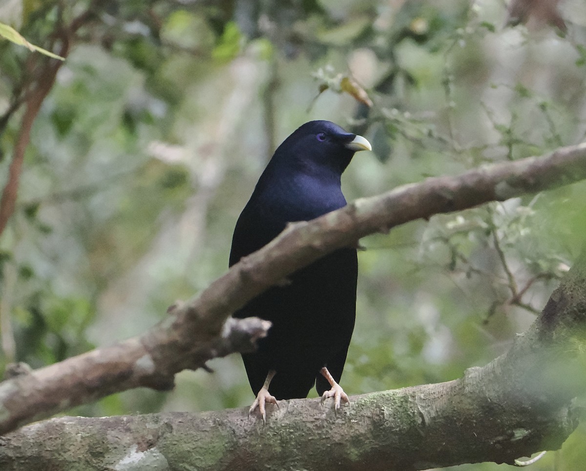 Наметник фіолетовий - ML646782375