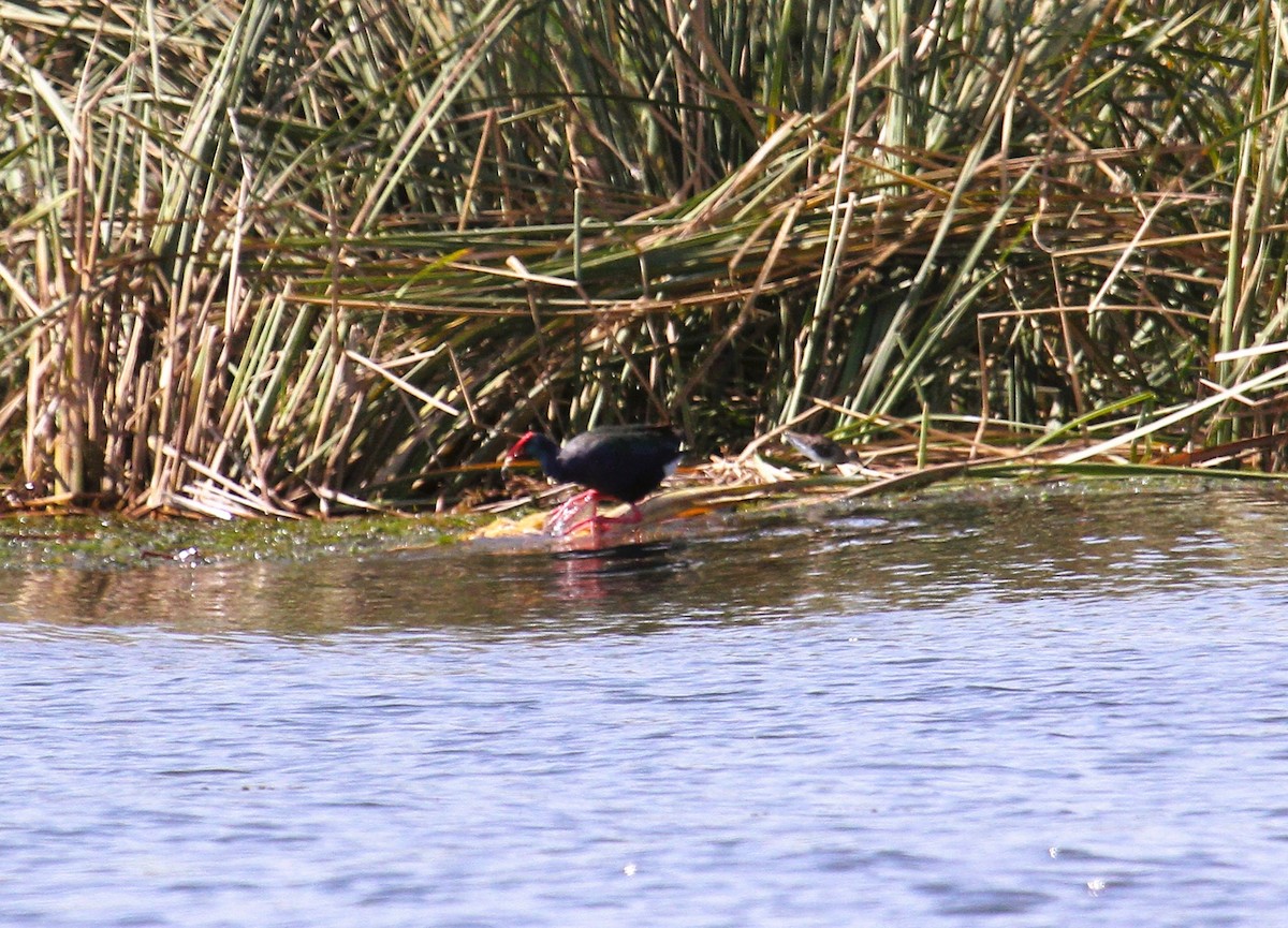 Султанка зеленоспинна - ML646782376