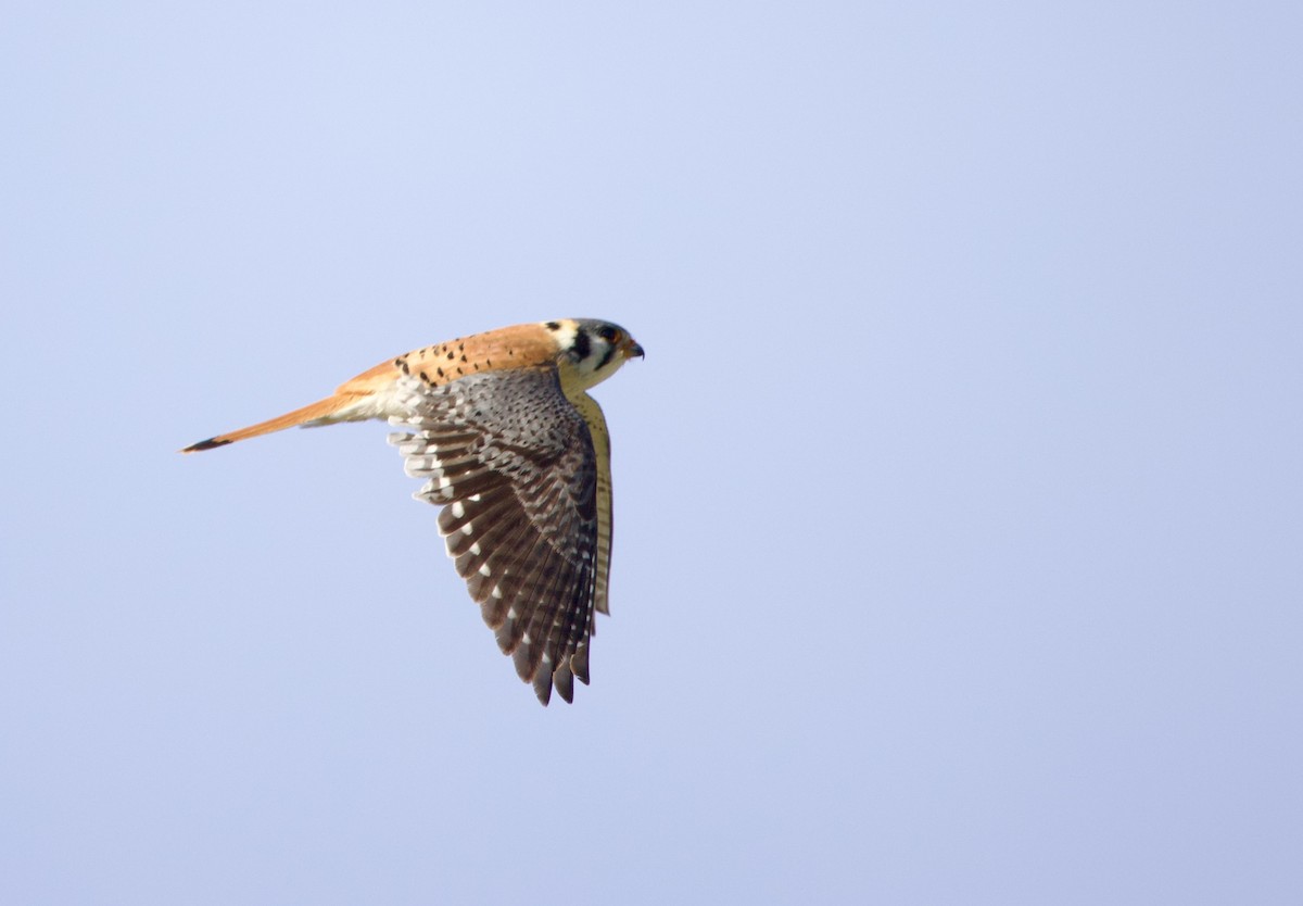 Боривітер американський - ML646782377