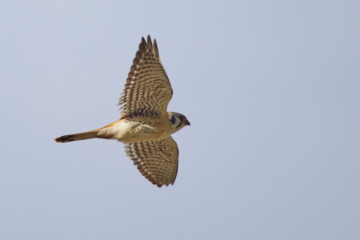 Боривітер американський - ML646782378