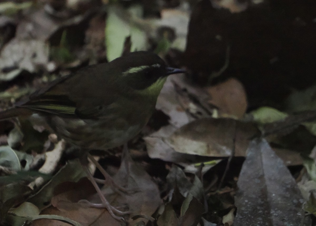 Кущовик жовтогорлий - ML646782380