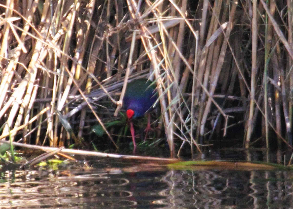 Султанка зеленоспинна - ML646782381