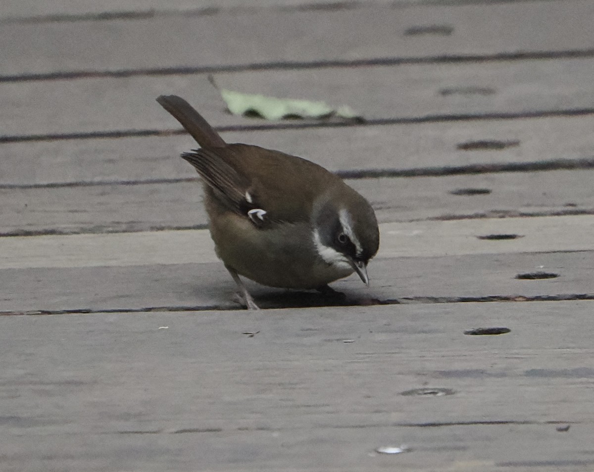 Кущовик білочеревий - ML646782382