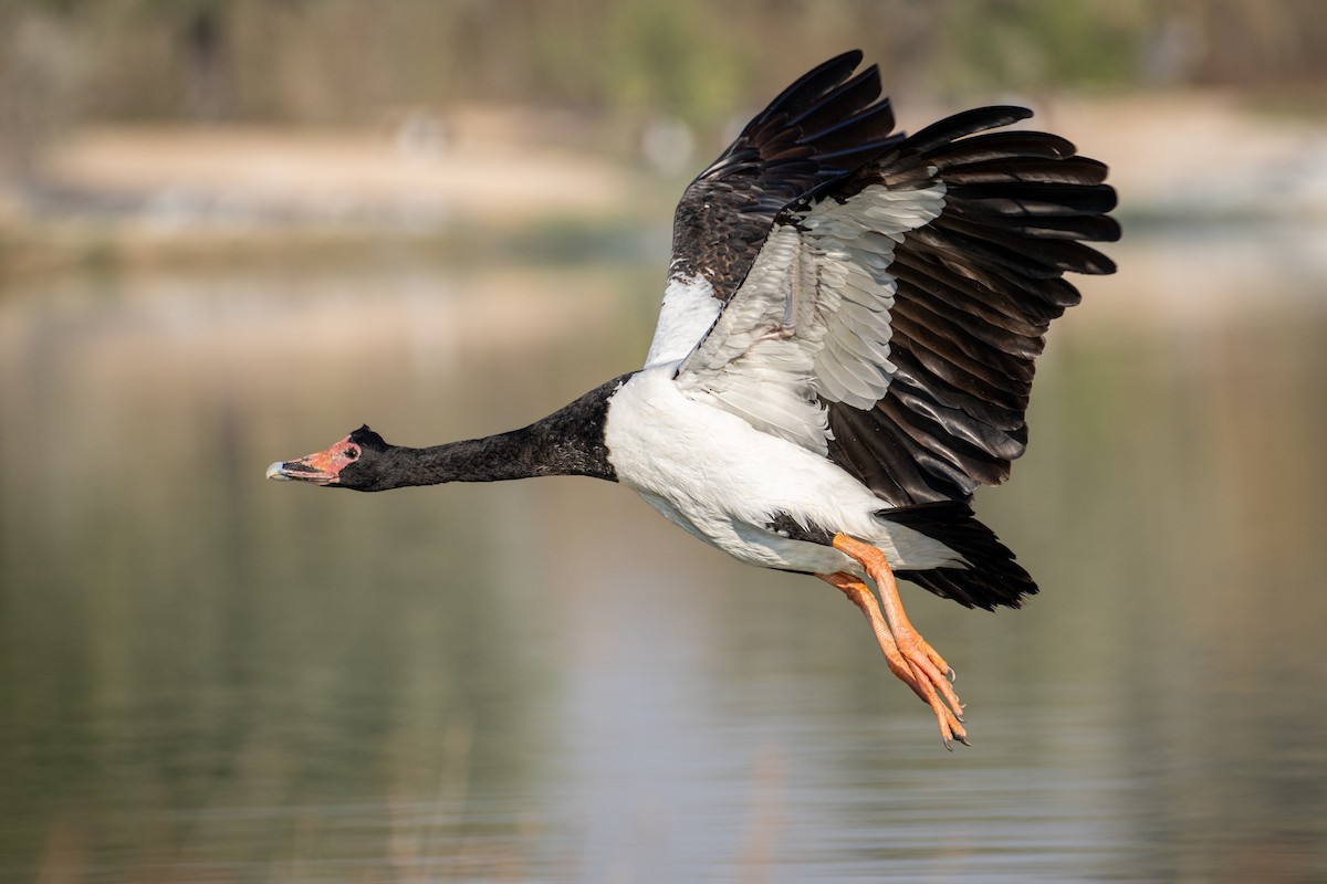 Урако - ML646782383