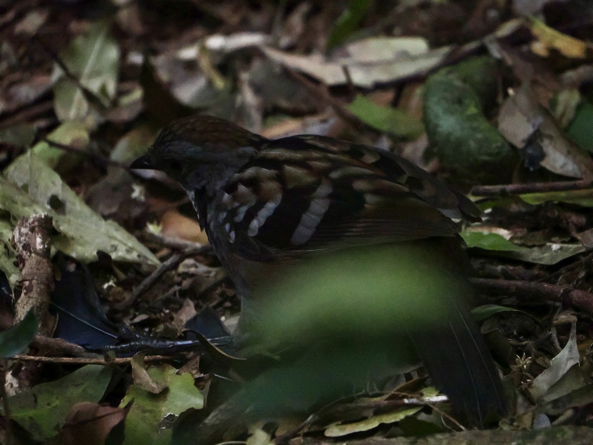 Чаучила східна - ML646782385