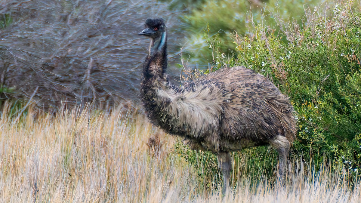 Ему австралійський - ML646782386