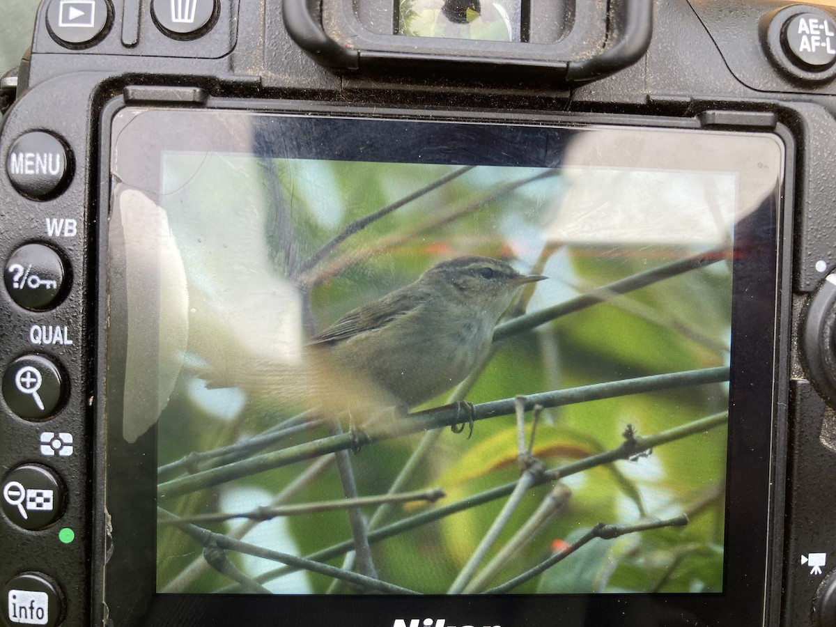 Dusky Warbler - ML646782387