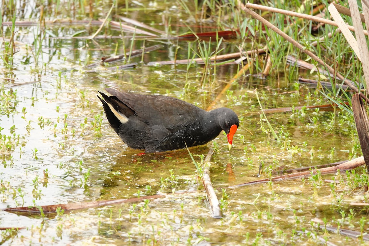 Курочка чорна - ML646782388