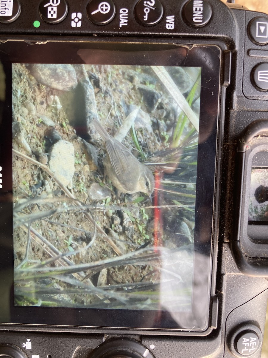 Dusky Warbler - ML646782389