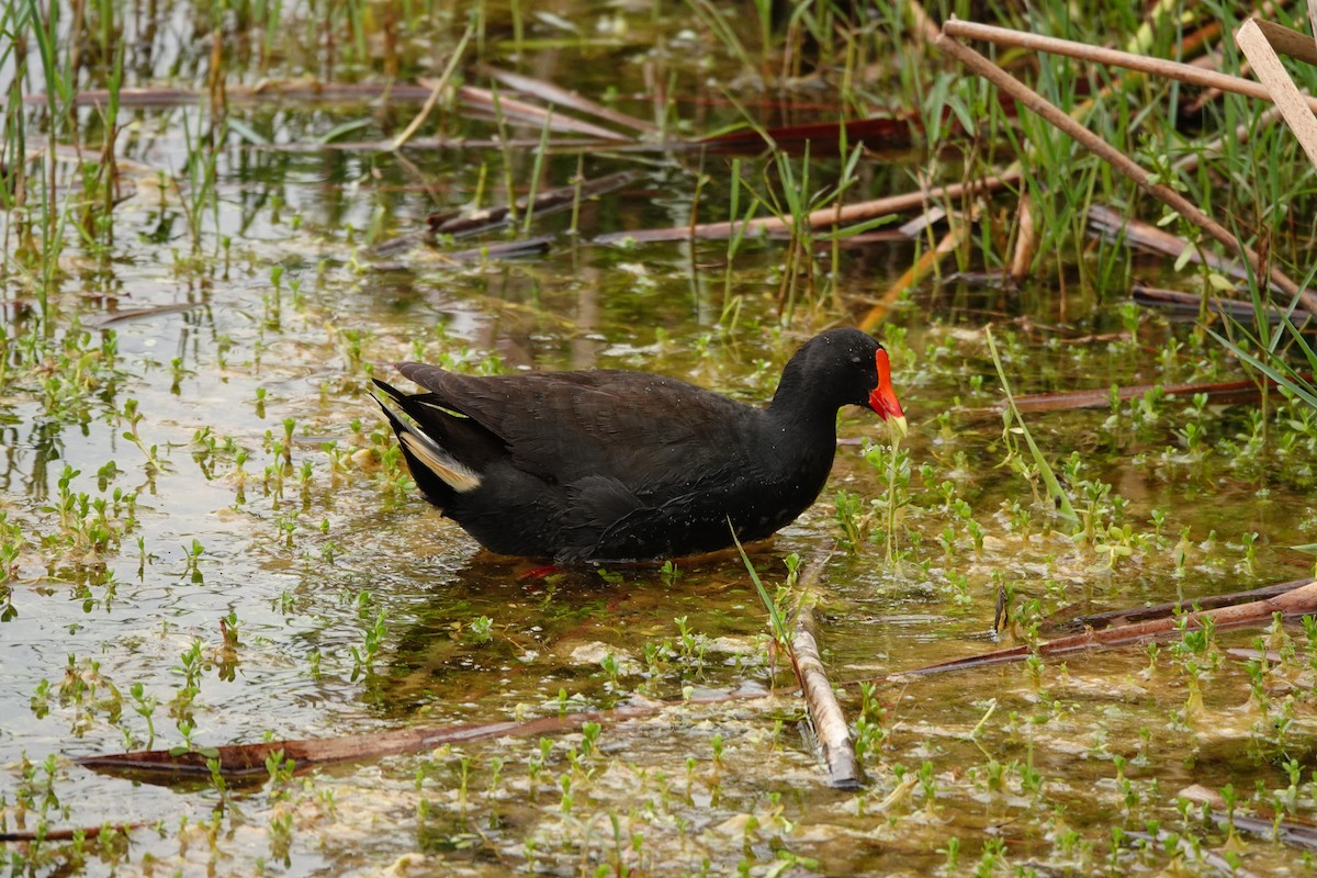 Курочка чорна - ML646782390