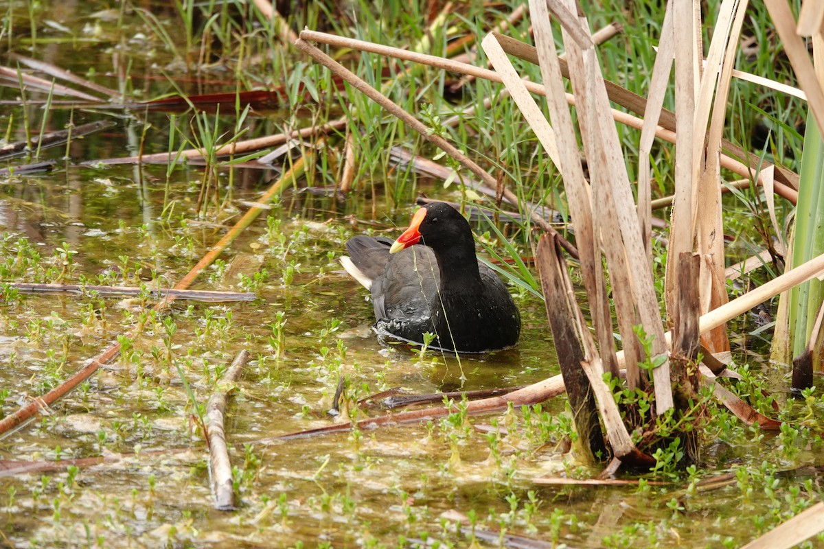 Курочка чорна - ML646782391