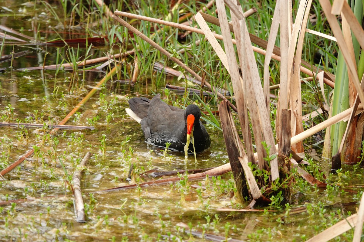 Курочка чорна - ML646782392