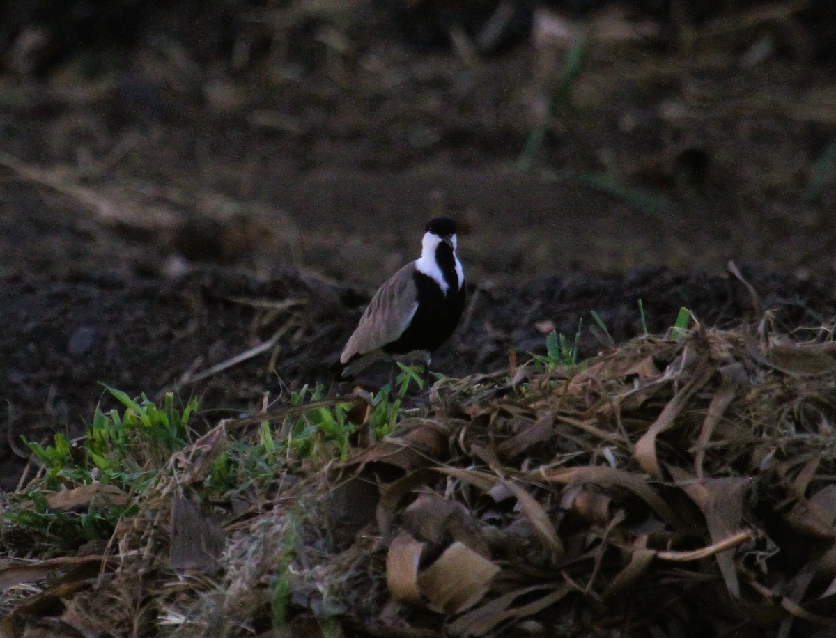 Чайка шпорова - ML646782393