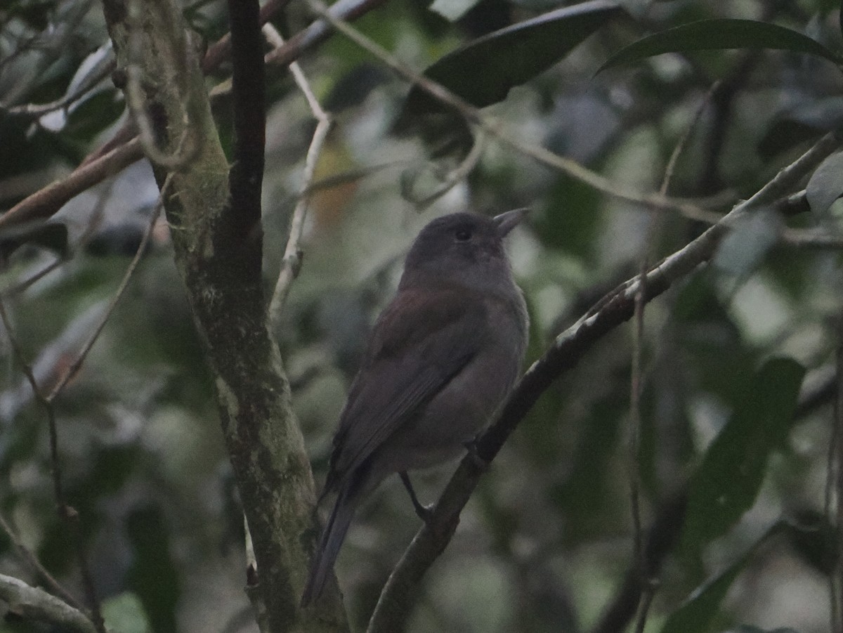 Ядлівчак сірий - ML646782395