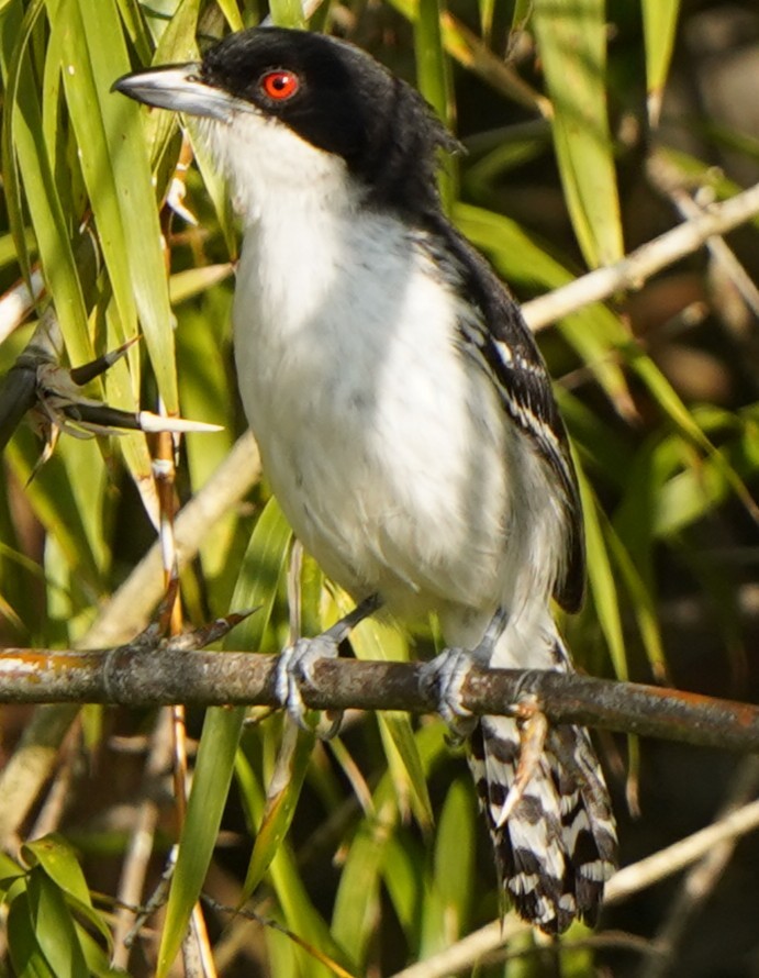 Тараба - ML646782396