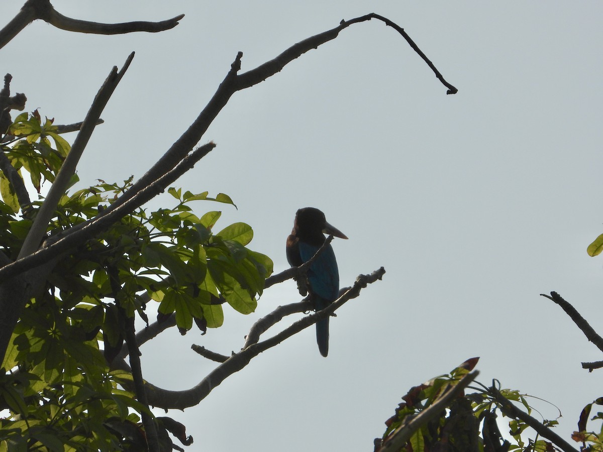 Альціон білошиїй - ML646782398