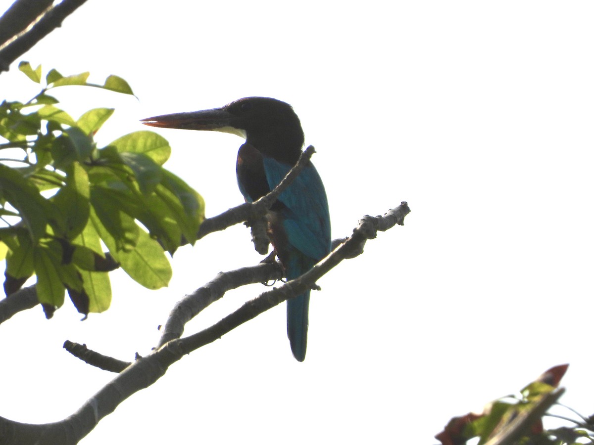 Альціон білошиїй - ML646782399