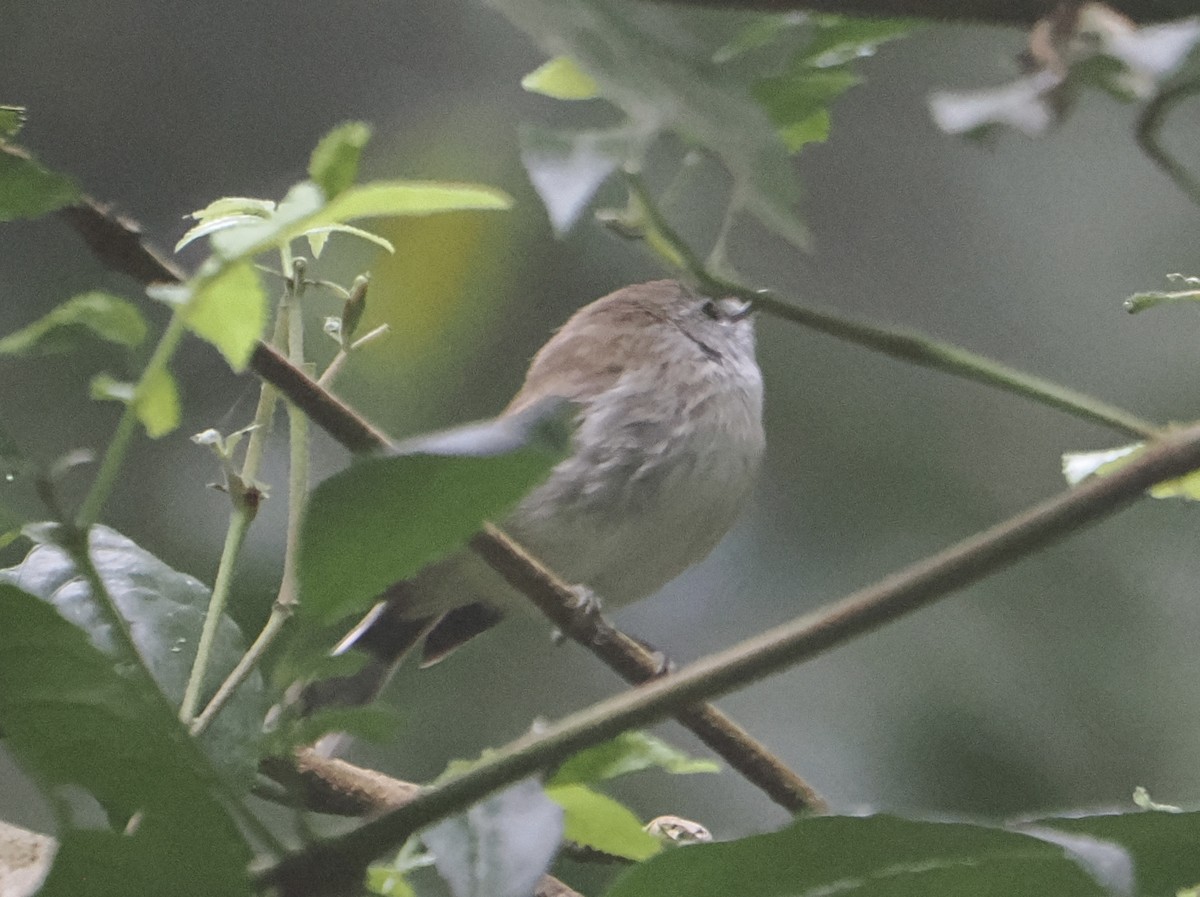 Brown Gerygone - ML646782400