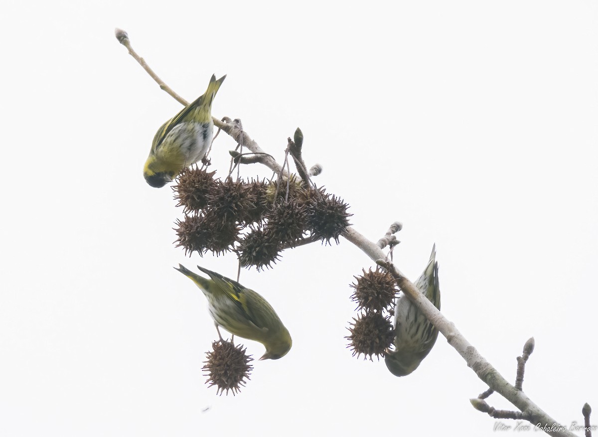 Eurasian Siskin - ML646782401