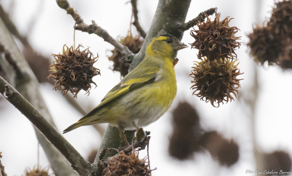 Eurasian Siskin - ML646782402