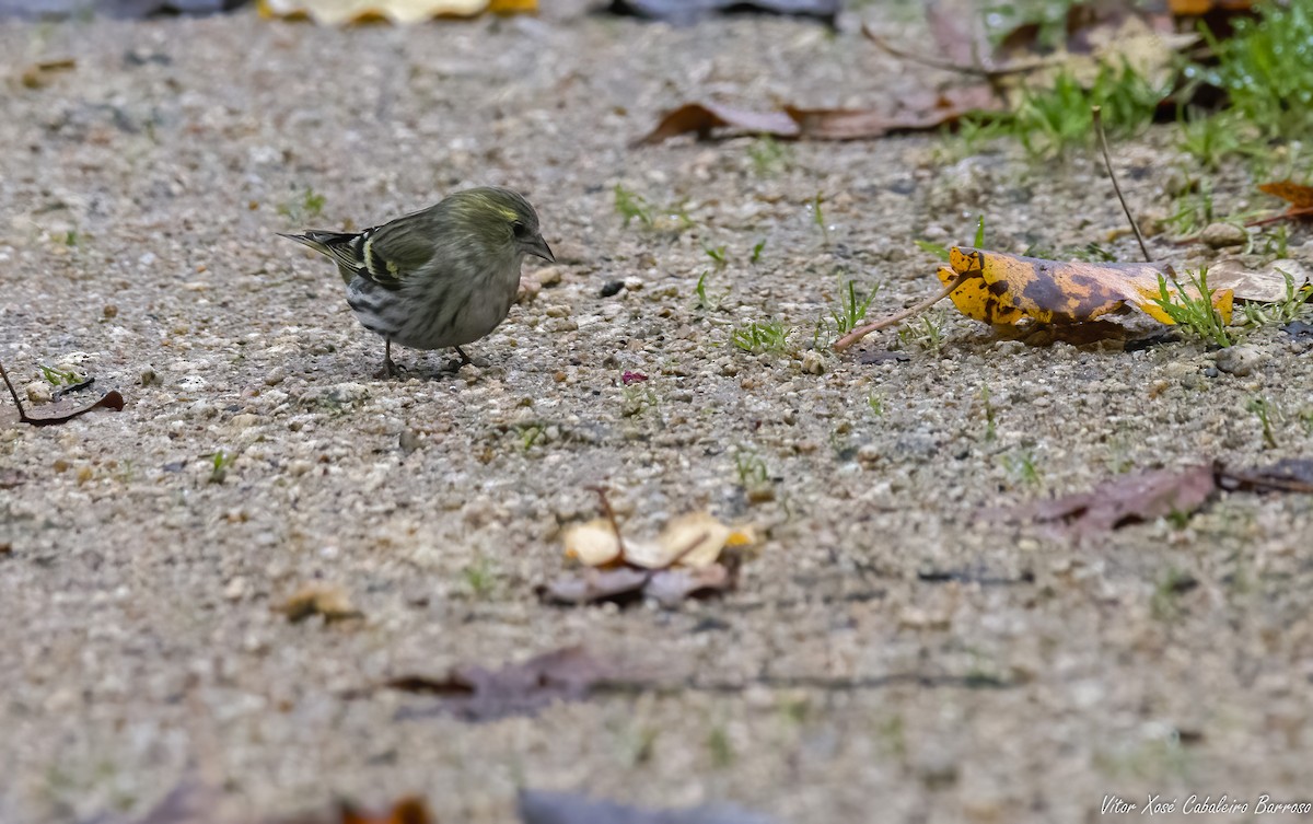Eurasian Siskin - ML646782403