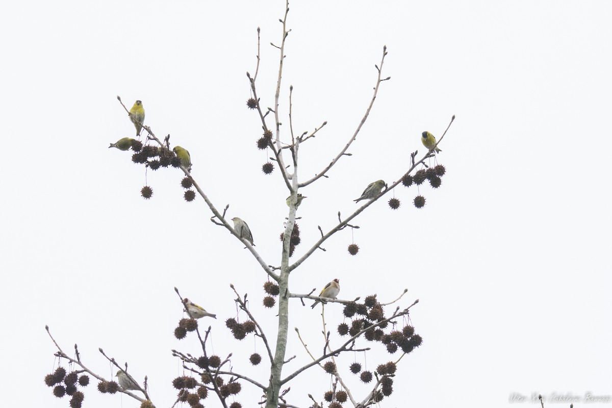 Eurasian Siskin - ML646782404