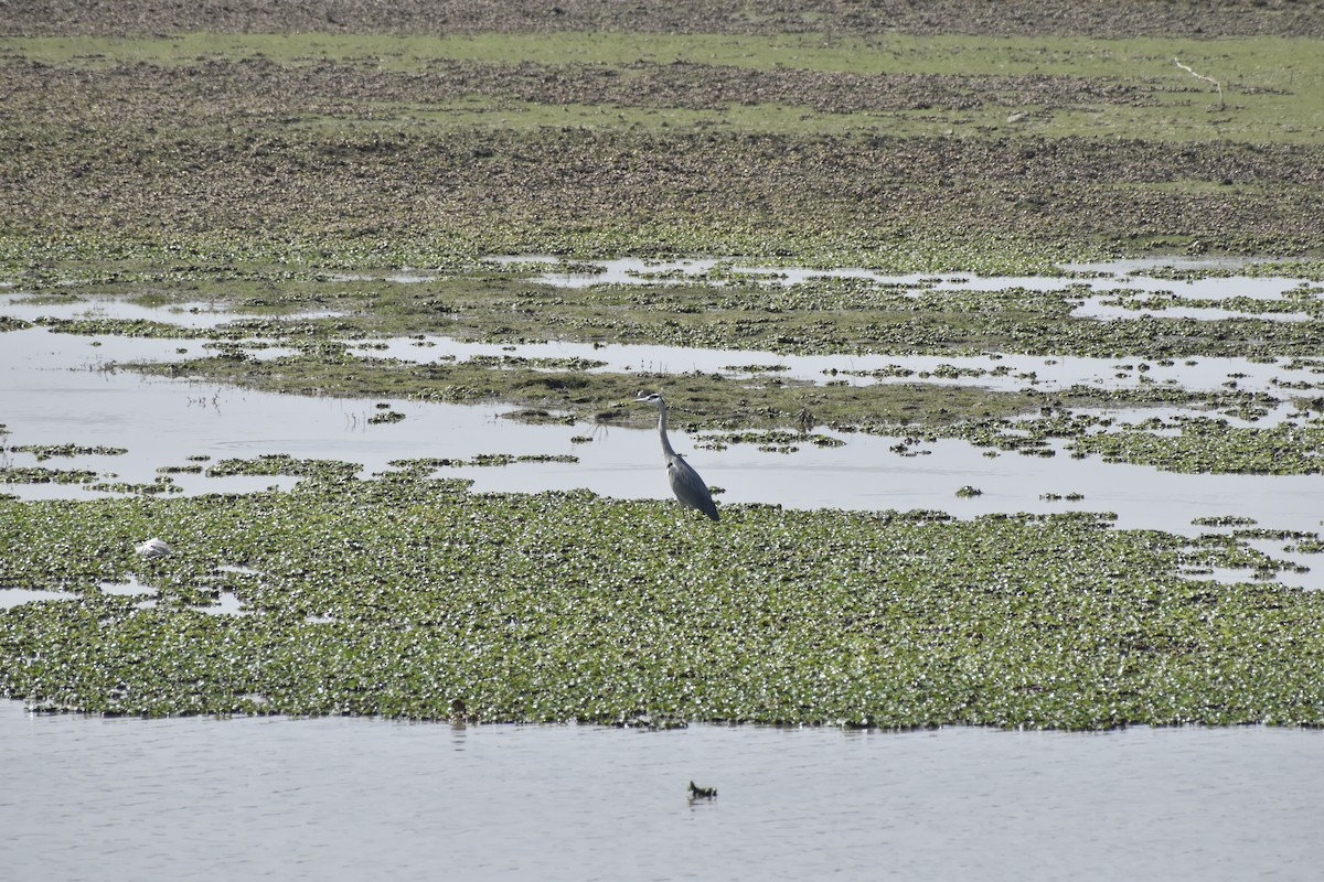 Héron cendré - ML646782405