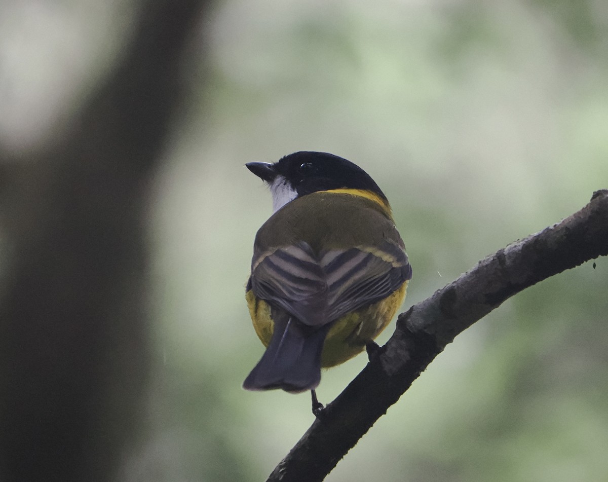 Golden Whistler - ML646782407