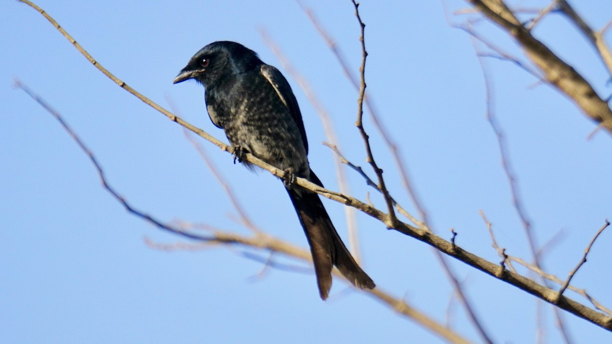 Black Drongo - ML646782408
