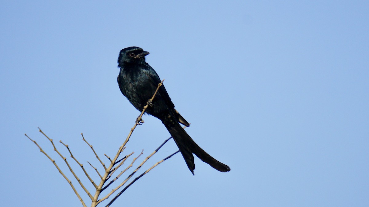 Black Drongo - ML646782409
