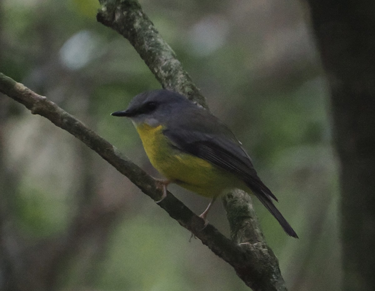 Eastern Yellow Robin - ML646782410